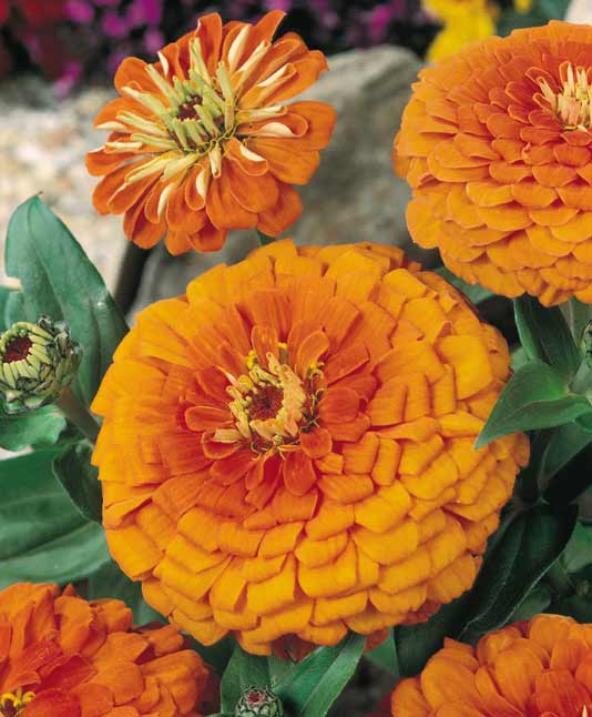 Frøkenhat  - Zinnia Elegans - Orange King