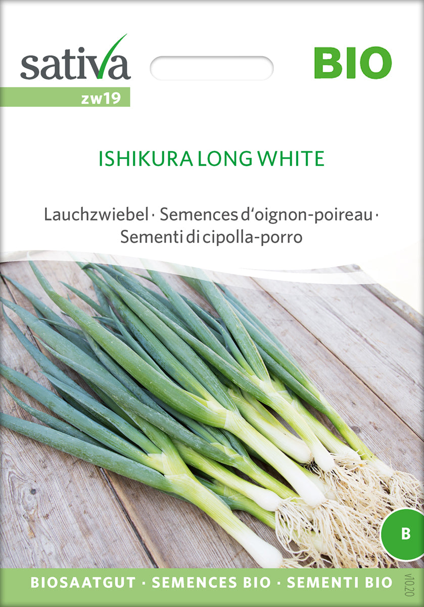 Forårsløg - ISHIKURA LONG WHITE - SÅBÅND -  ØKO